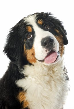 Puppy bernese moutain dog clipart