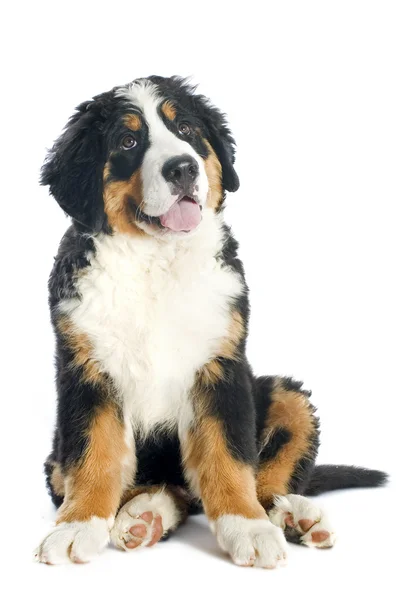 Puppy bernese Mountain dog — Stockfoto