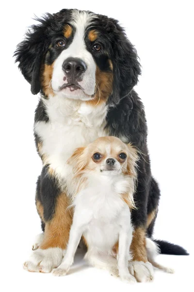 Filhote de cachorro bernese moutain cão e chihuahua — Fotografia de Stock