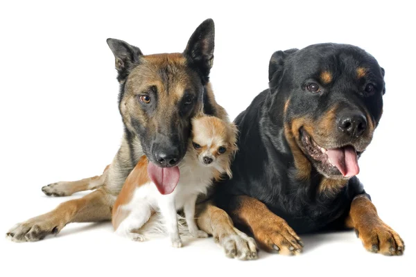 Malinois, chihuahua and rottweiler — Stock Photo, Image
