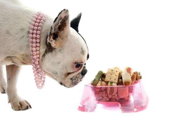 Franse bulldog en voedsel voor huisdieren — Stockfoto