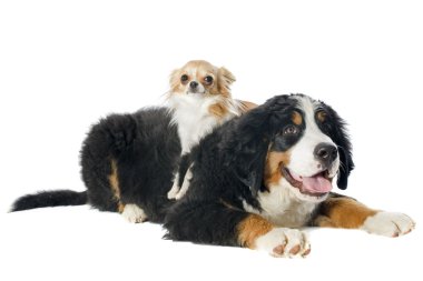 bernese dağ köpek yavrusu ve chihuahua