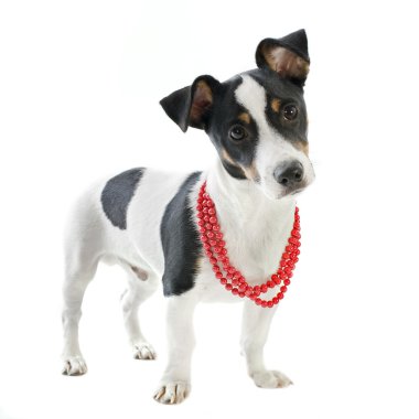 yavru jack russel terrier