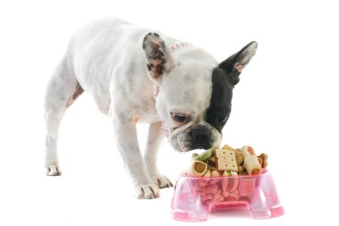 French bulldog and pet food clipart