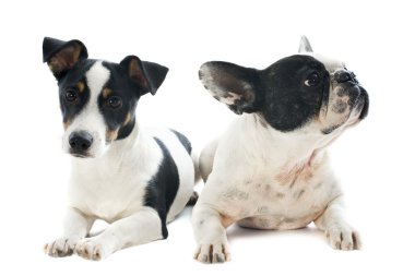 Fransız Bulldog ve jack russel terrier