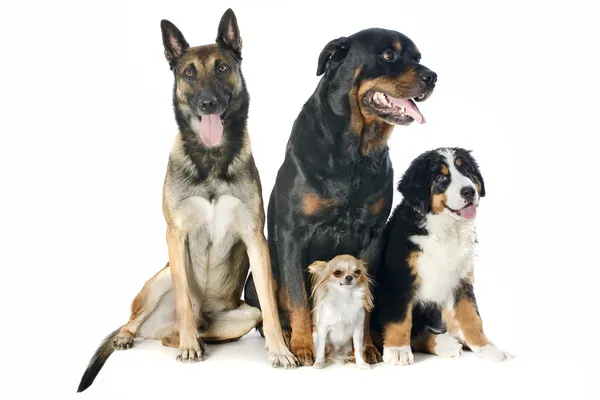 Vier Hunde — Stockfoto