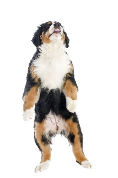 Welpe Berner Gebirgshund — Stockfoto