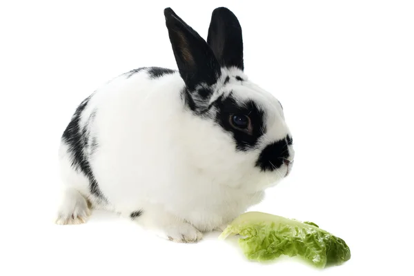 Unga dvärg kanin — Stockfoto
