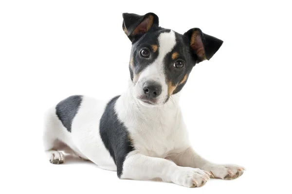 Puppy jack russel terrier — Stockfoto
