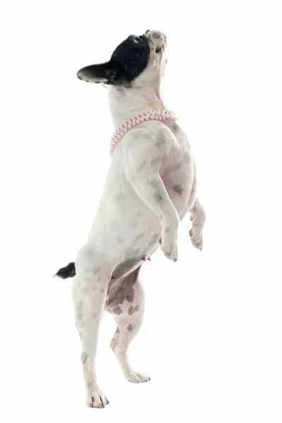Franse bulldog springen — Stockfoto