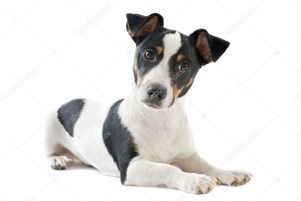 Weekendtas Giftig piek Puppy jack russel terrier Stock Photo by ©cynoclub 13778919