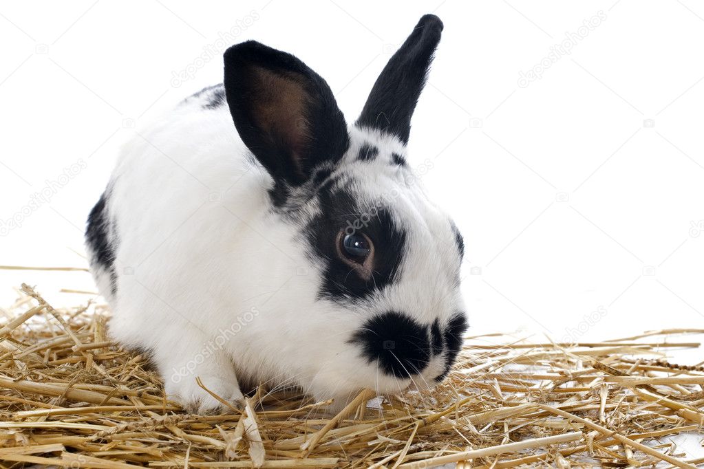 Dwarf Rabbit Stock Photo by ©cynoclub 13779104