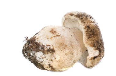 Boletus mantarı