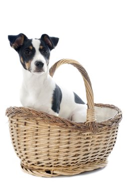 yavru jack russel terrier