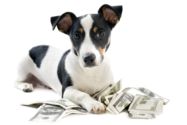 Jack russel terrier with dollars — Stock Photo, Image