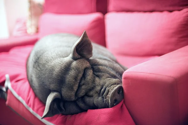 Black piggy on sofa — Stockfoto