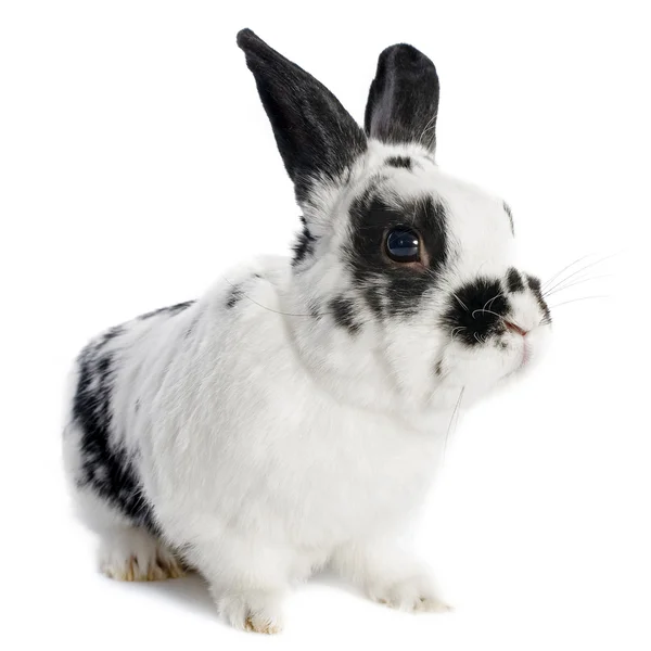 Карликовый кролик — стоковое фото