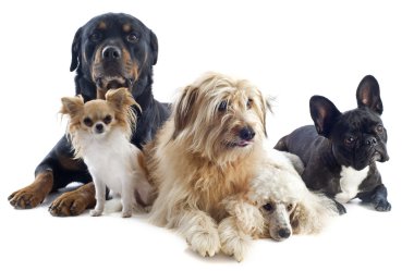 Five dogs clipart