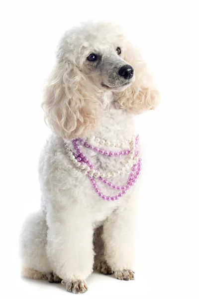 Poodle — Stock Photo, Image