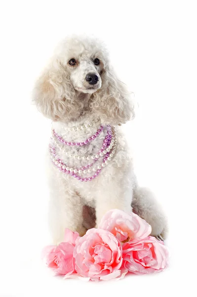 Poodle con rosas —  Fotos de Stock