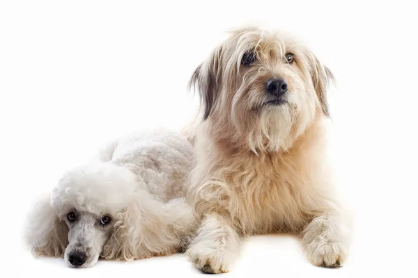 stock image Two dogs