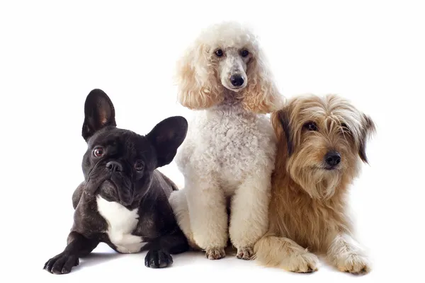 Üç köpek — Stok fotoğraf