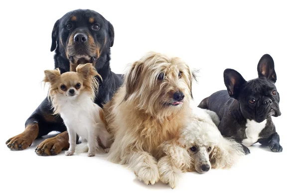 П'ять собак — стокове фото
