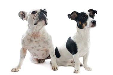 Fransız Bulldog ve jack russel terrier
