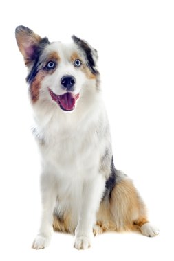 Australian shepherd clipart