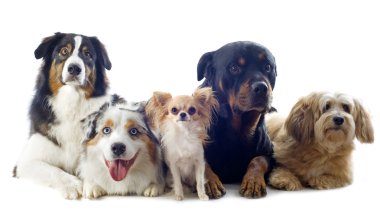 Five dogs clipart