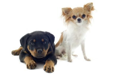 yavru rottweiler ve chihuahua