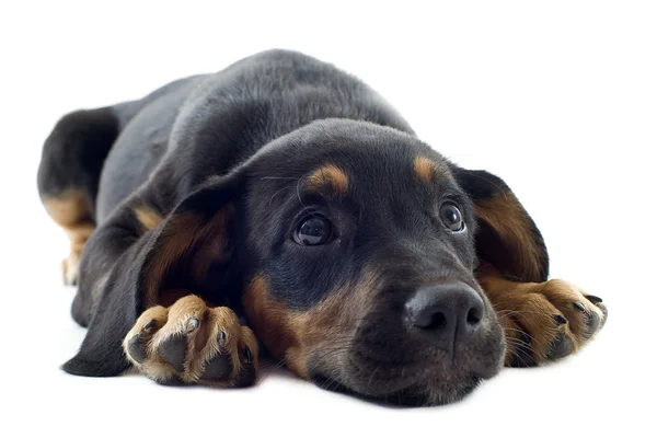 Puppy Dobermann — Stockfoto