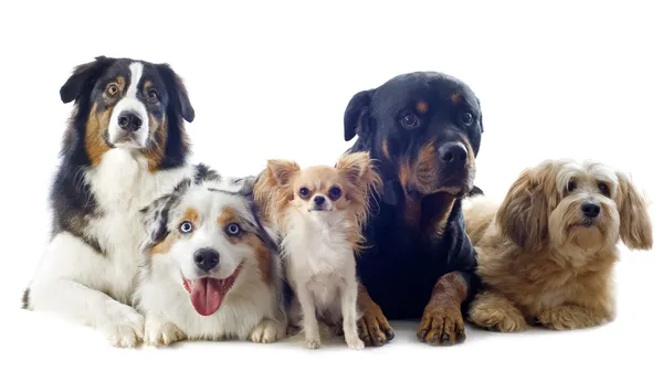 Пять собак — стоковое фото