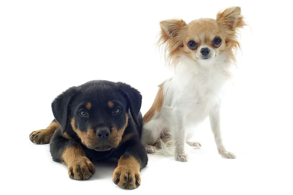 Puppy rottweiler en chihuahua — Stockfoto