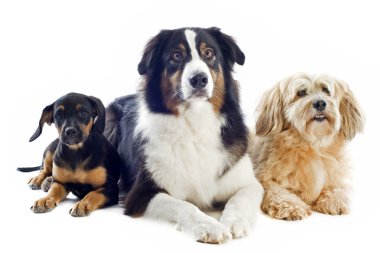 Three dogs clipart