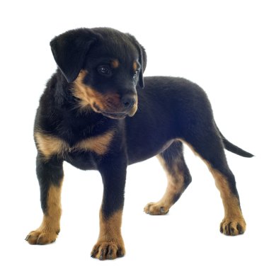 Rottweiler