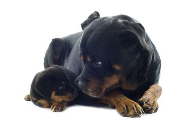 Rottweilers clipart