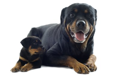 Rottweilers clipart