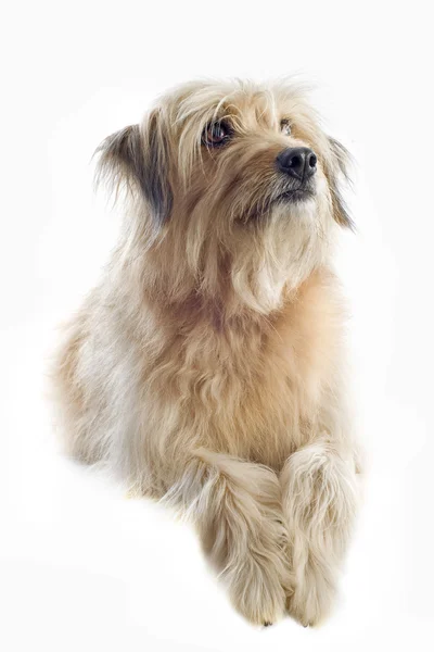 Pyrenean çoban köpeği — Stok fotoğraf