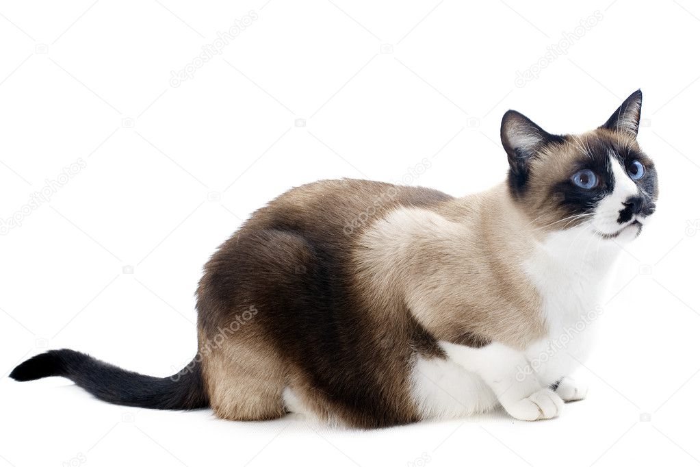 Siamese cat Stock Photo by ©cynoclub 14058655