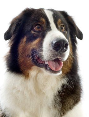 Australian shepherd clipart