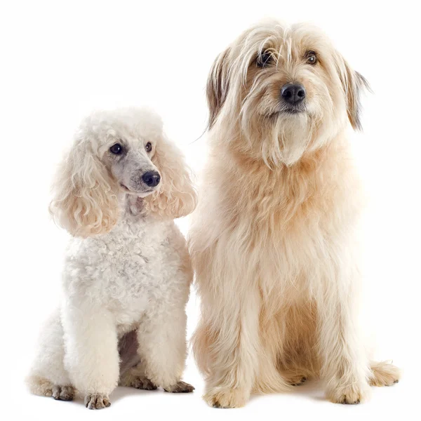 Poodle and pyrenean sheepdog — Stock Photo, Image