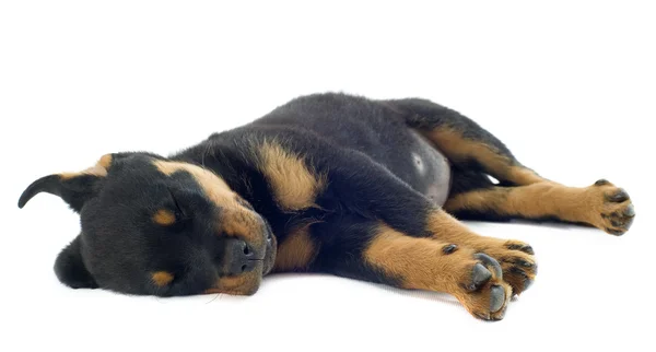 Rottweiler adormecido — Fotografia de Stock