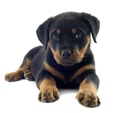 Rottweiler