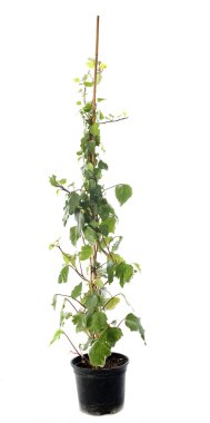 Hedera helix