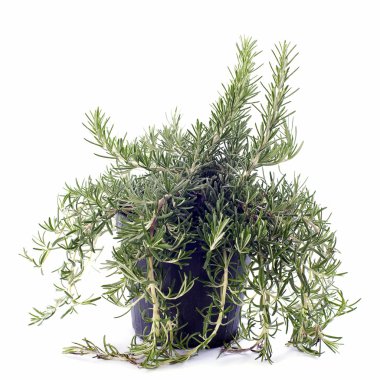 Rosemary in pot clipart