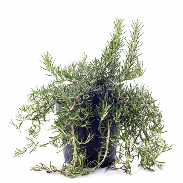 stock image Rosemary in pot