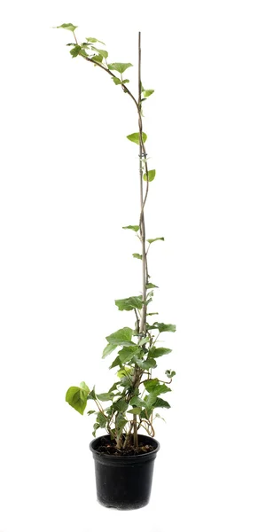 Hedera canariensis — Stock Photo, Image