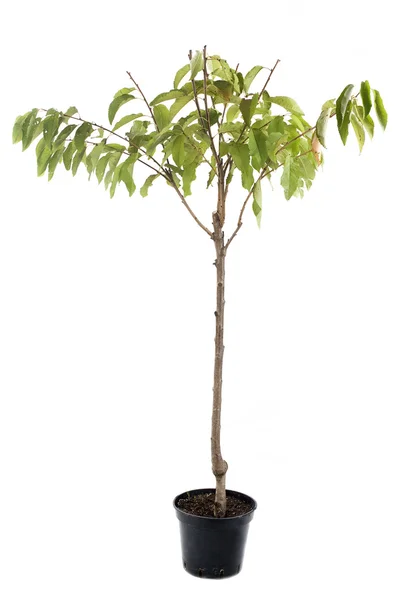Pohon ceri dalam pot — Stok Foto