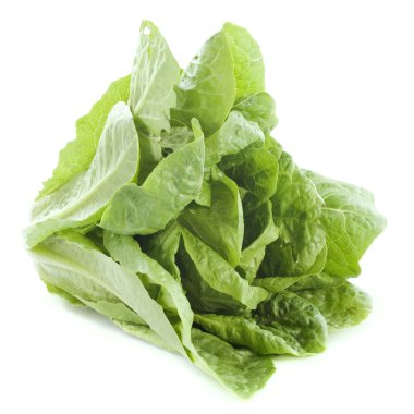 Romaine lettuce clipart